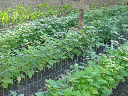 Planting Beans