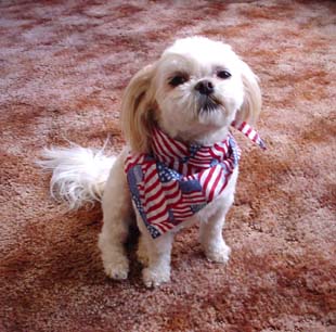 Americana Pet Bandana Scarf