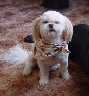 American Flag Pet Scarf