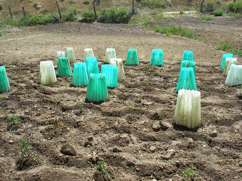 Water Walls for tomatoes