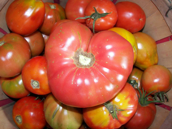 Tomato Harvest